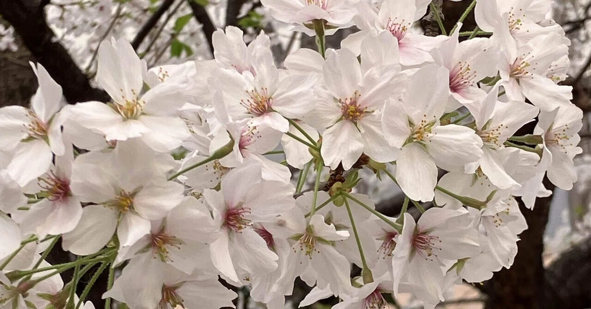 無数の桜と四季折々の花をあしらった花車文様が描かれた雅びで優美な 