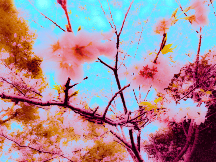 桜の花だけをほんのりぼかしを入れてます。