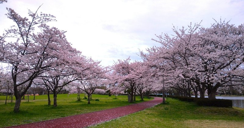 関東地方、桜の満開時期に雨だらけ😭