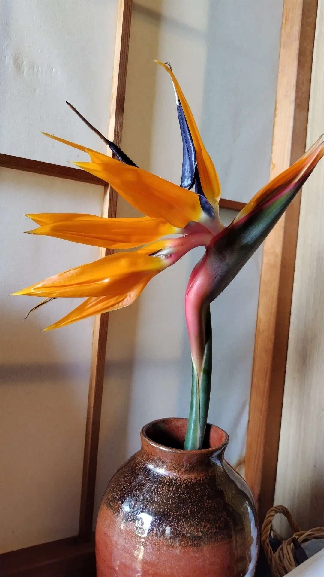 極楽鳥花は咲きましたか？｜荒間大輔（あらま・だいすけ）