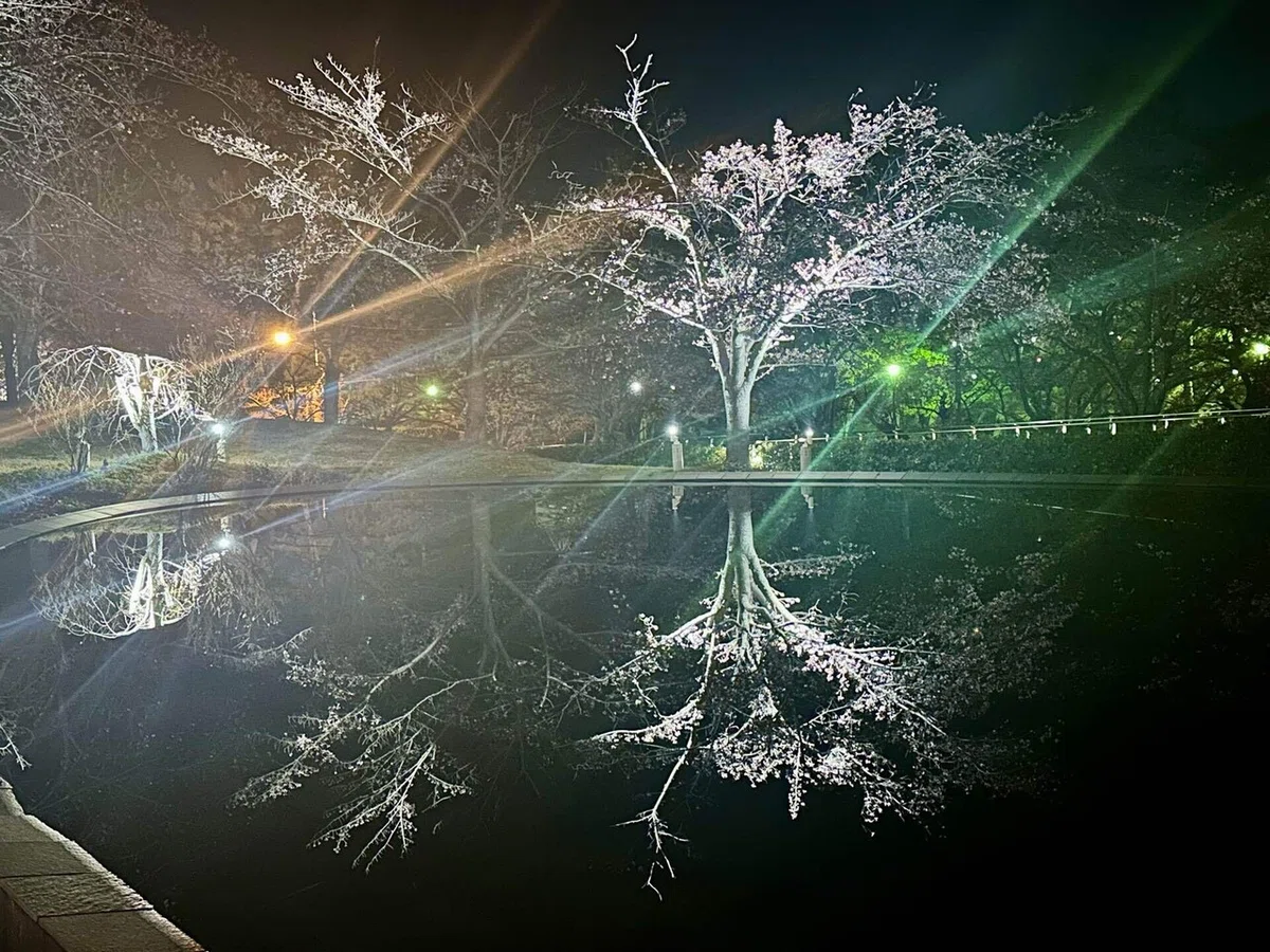 夜桜