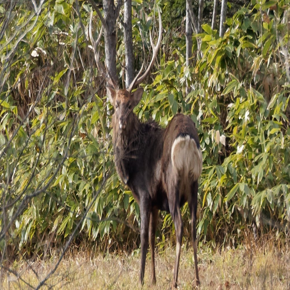 こちらはエゾシカ肉販売のお店です（自己紹介）｜考えるジビエ