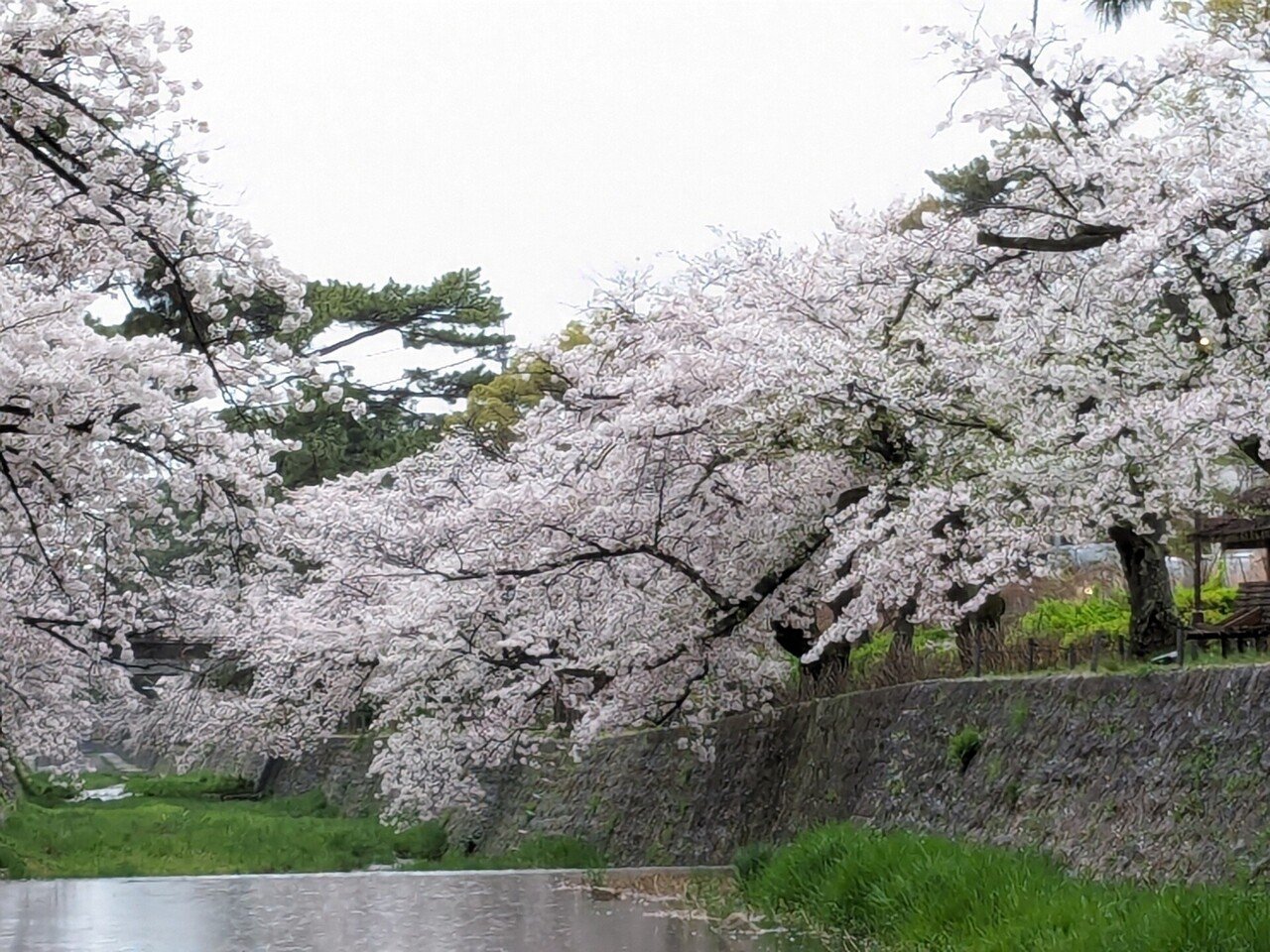 雨の日の桜｜EXPわくい