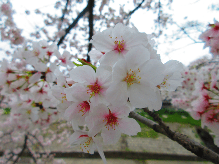 #写真 #一枚 #心に留まった風景 #毎日note #Canon #IXY650 #404美術館 #桜 #さくら #サクラ