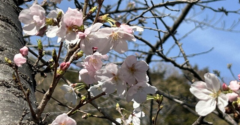 桜が満開の繁忙期