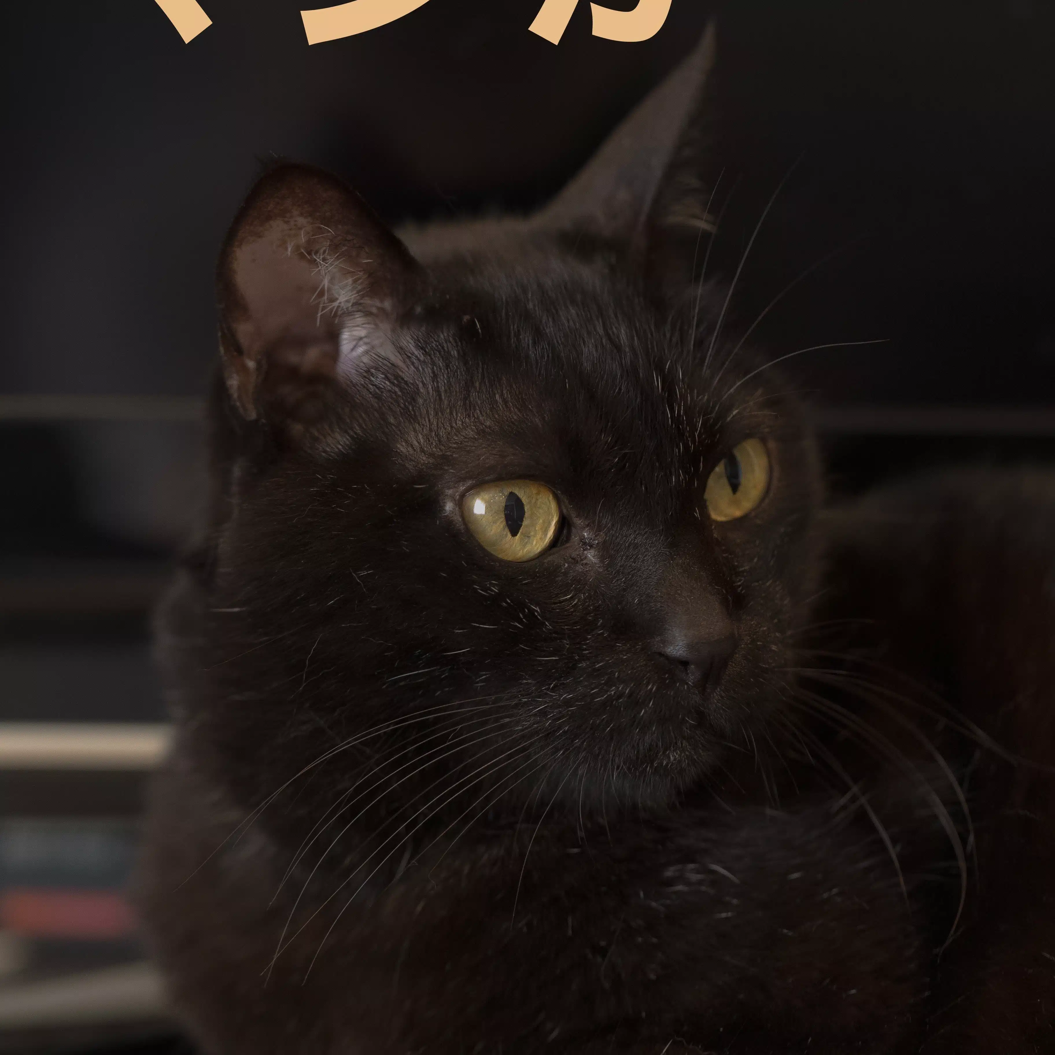 くろねこ