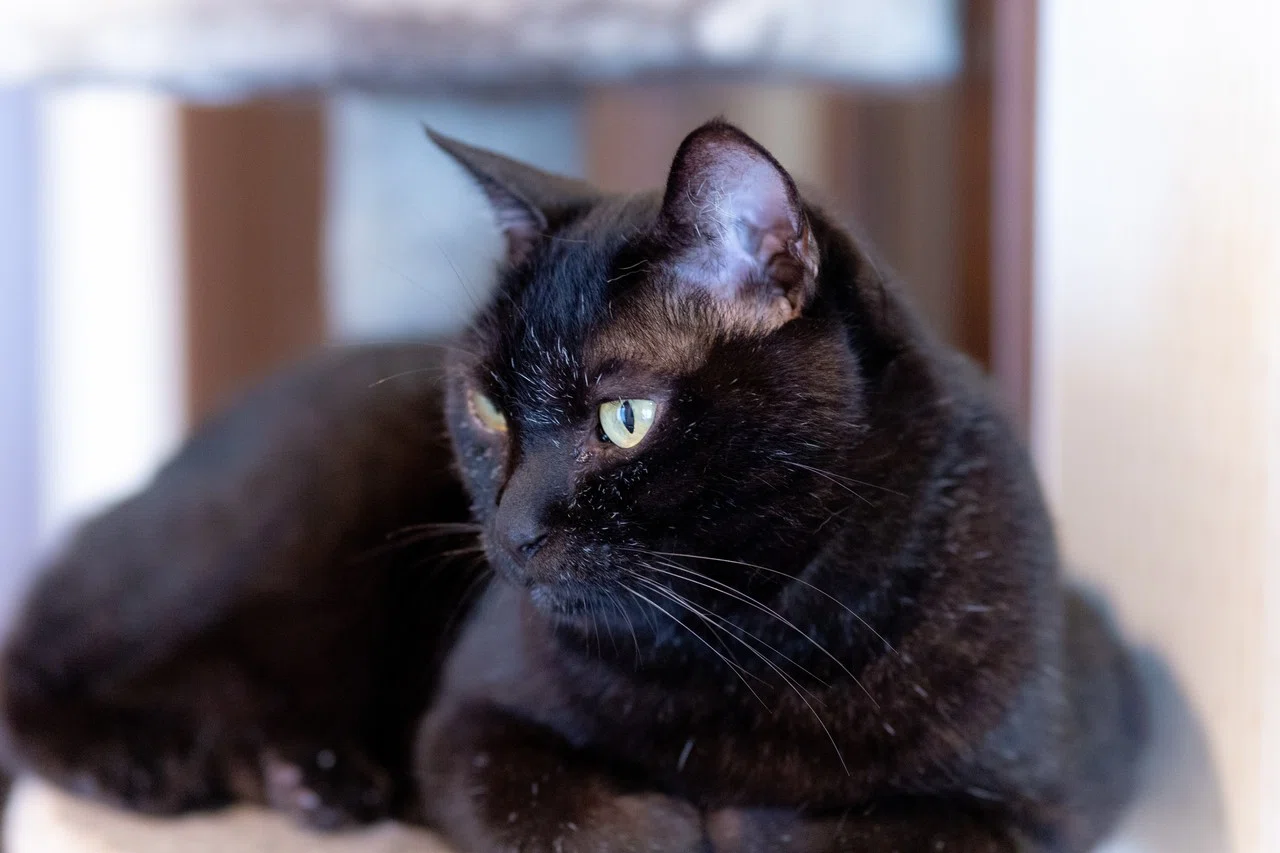 同居ねこの紹介 くろねこ Note