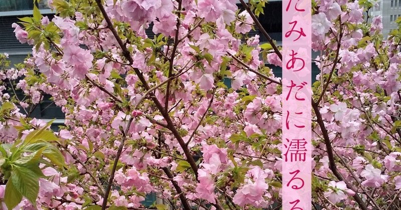 花の雨　【俳句】