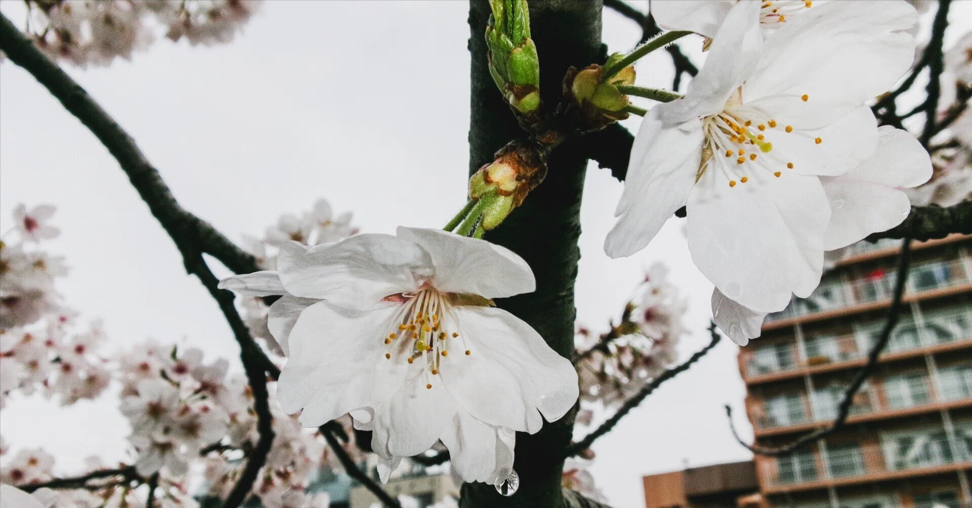 kodak FZ55で撮る東京の桜｜___T.D___