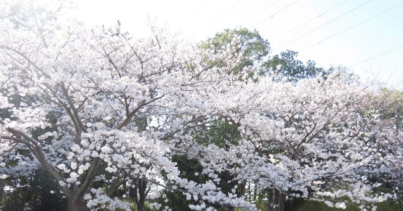 桜満開+春の花々