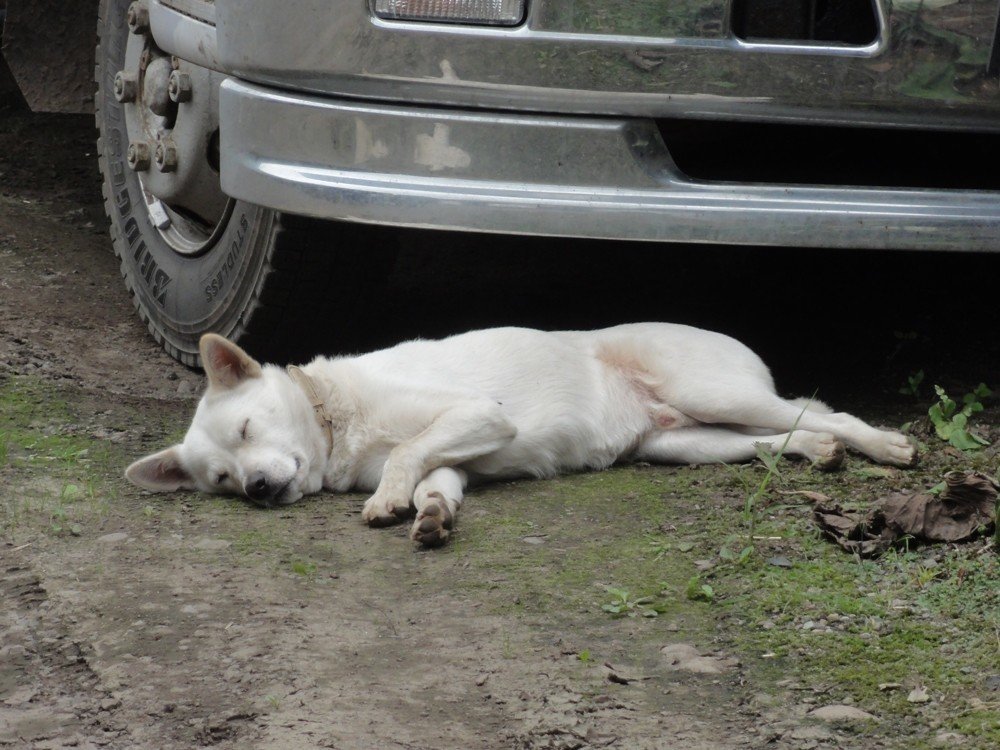 みんなに焼肉をもらって満足した本家犬 ナランチャ Note