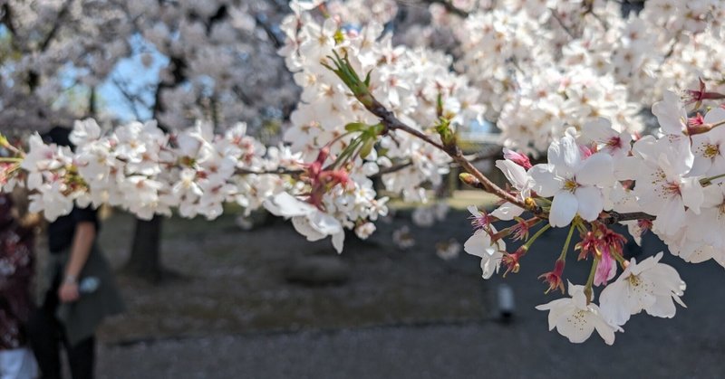 【京都】想像してごらん、満開の桜を最終章、の話