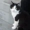 くろねこ住職