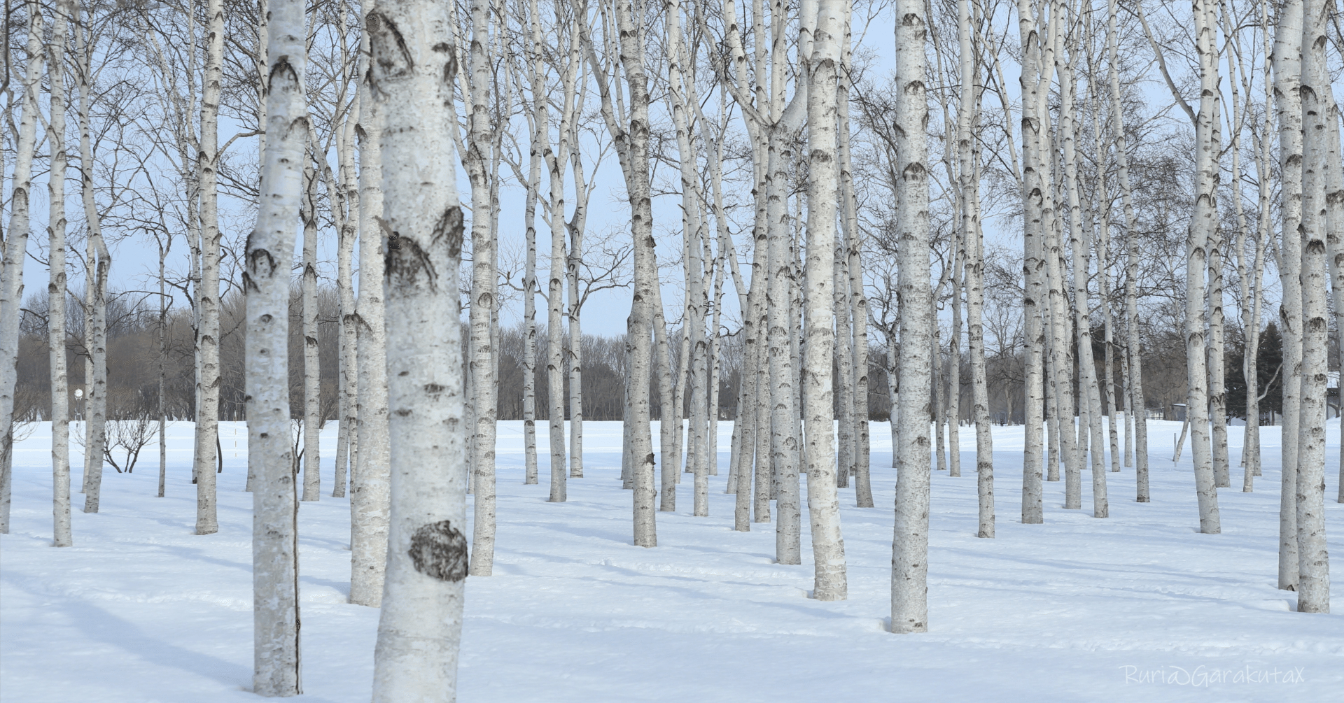 白樺の木 | Soul of Siberia｜ソウルオブシベリア｜Soul of Siberia