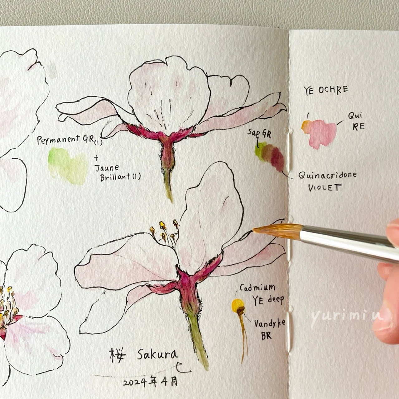 桜の花の色のスケッチ 透明水彩にて｜Yuri Miu ユリ•ミウ