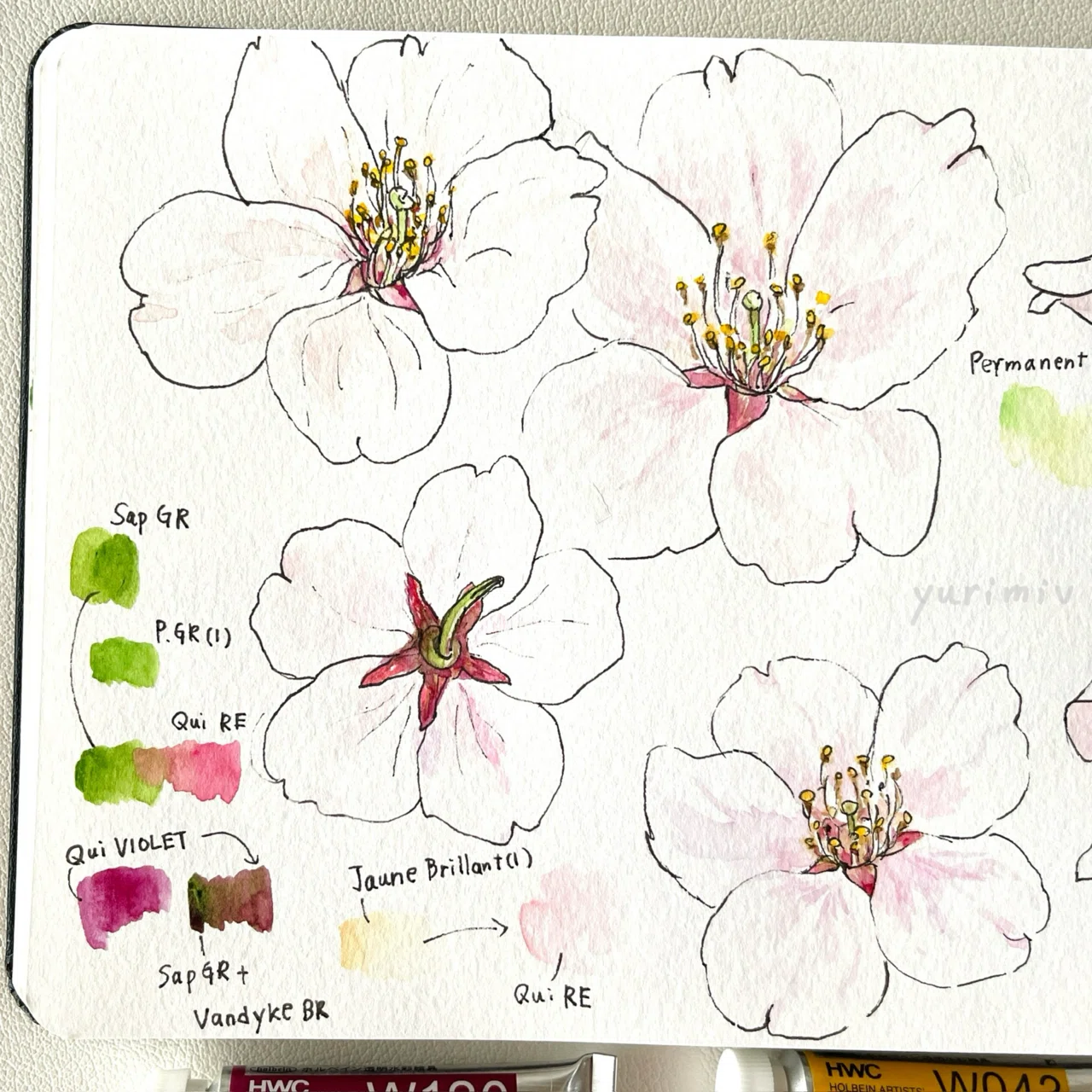 桜の花の色のスケッチ 透明水彩にて｜Yuri Miu ユリ•ミウ