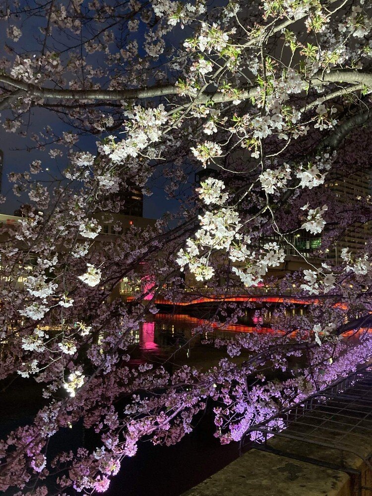 久々の大阪・中之島。橋のライトアップと桜のコラボが幻想的。