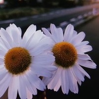 凛として花一輪 まにゃぶーん Note 凛として花一輪 まにゃぶーん Note