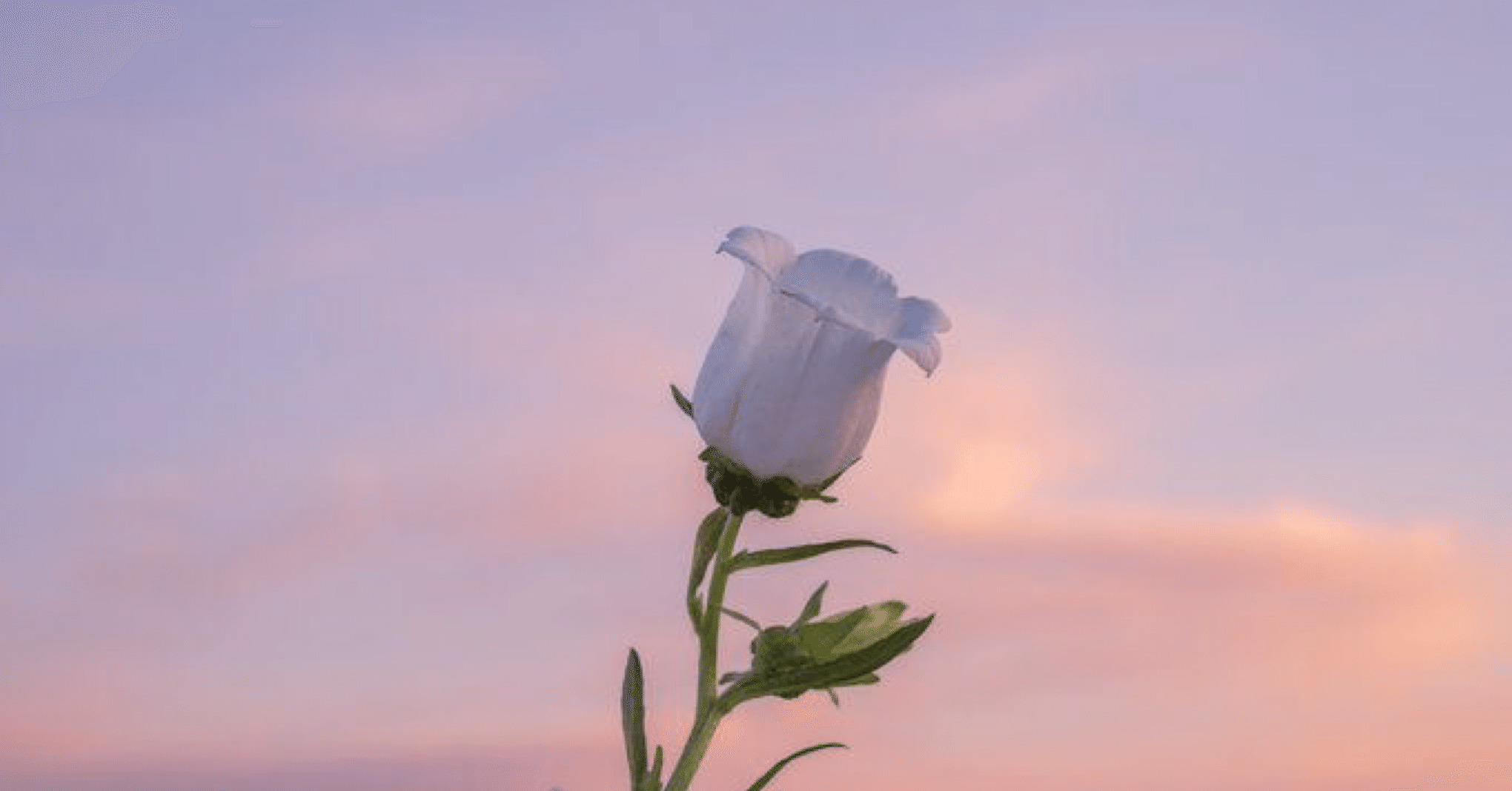 ZB1のみんなを花に例えてみたかった話｜hepyo