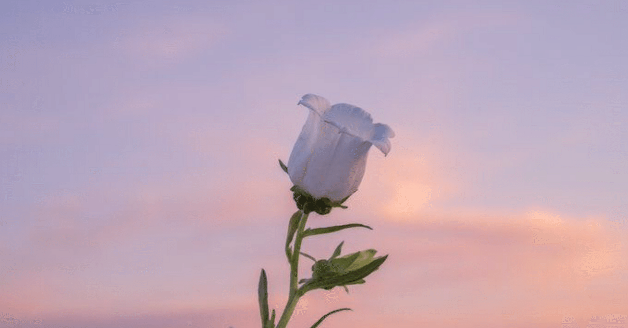 ZB1のみんなを花に例えてみたかった話｜hepyo