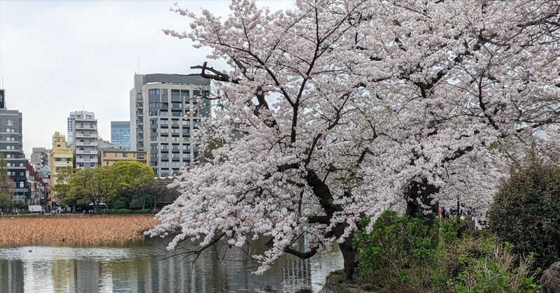 桜（詩）