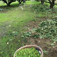 新刊のお知らせ──「植物とともに生きる暮らし実験室」｜民族植物と食