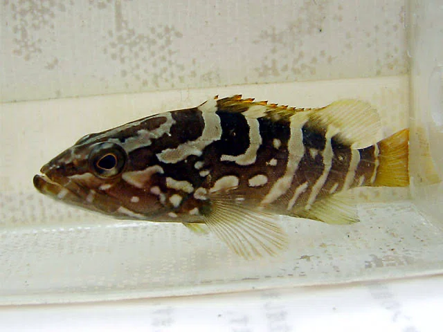 廃盤　新品　 Gracie Grouper Fish ハタ　魚 釣り人語源考 ハタ、クエ｜decodecochibita