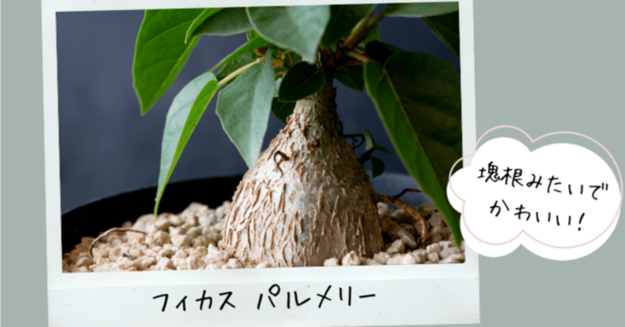 塊根みたいでかわいい観葉植物、フィカス パルメリー｜tocolier