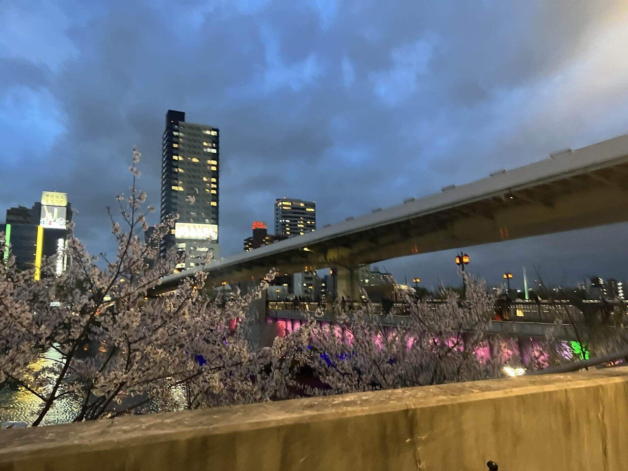 造幣局桜の通り抜け 定時上がりで大阪の夜桜を｜Ⓜ︎/旅する全国転勤OL