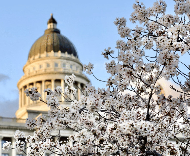 State Capital (州議事堂）周りの桜がほぼ満開、と聞いて、夕食後オットと二人で行ってみました。日が長くなって日没は午後8時。午後7時に出たのですがむしろいい時間だったかも。議事堂は閉館していても花見の人の車でどの駐車スペースもいっぱい💦