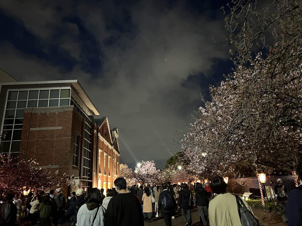 造幣局桜の通り抜け 定時上がりで大阪の夜桜を｜Ⓜ︎/旅する全国転勤OL