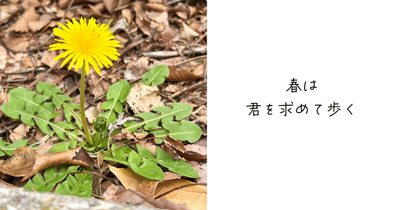 大きなタンポポ・・・ ロクアイタンポポのようです。 | 山野草咲く庭