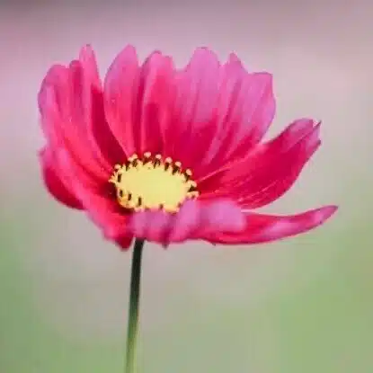 私が生きた証として｜まさみみ