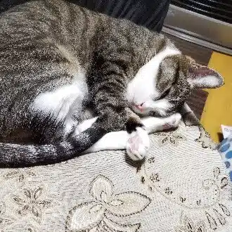 おでんちゃん
