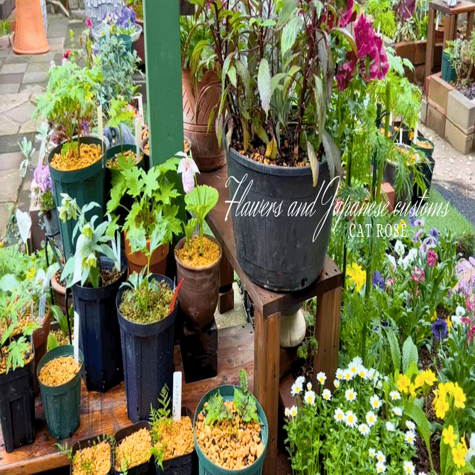 見つけたら育てたくなる山野草と行く春｜Cat rose 「ガーデニング