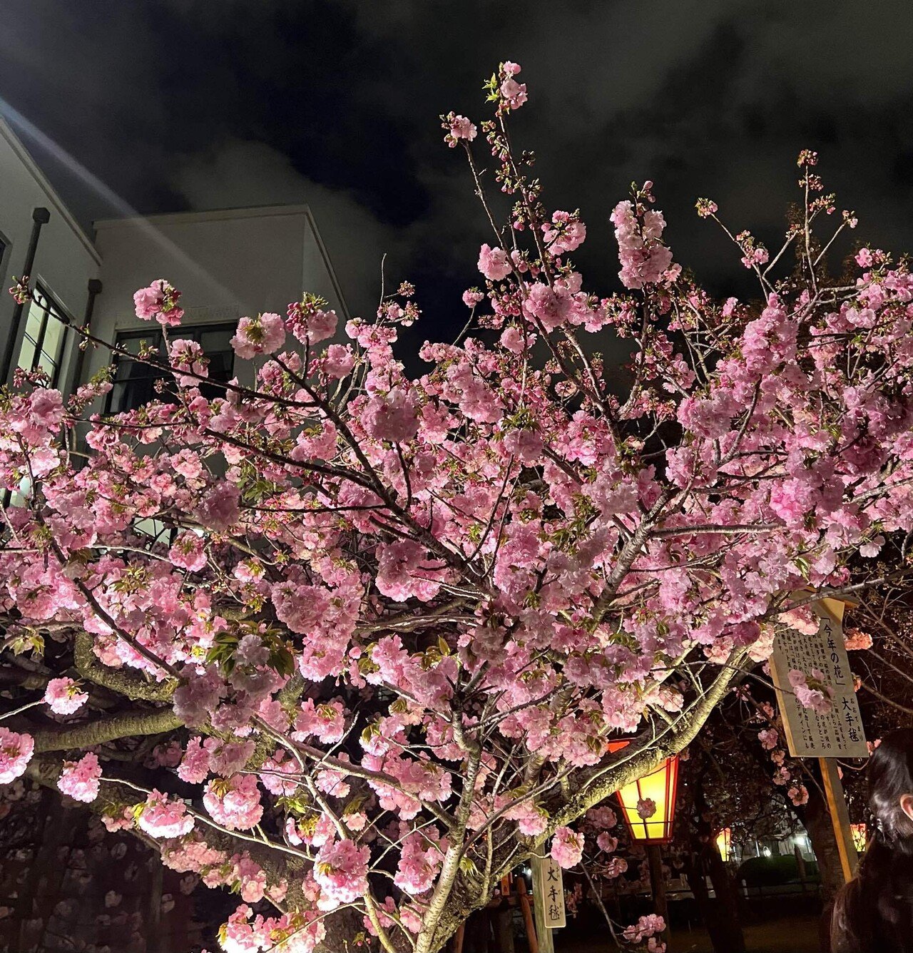 造幣局桜の通り抜け 定時上がりで大阪の夜桜を｜Ⓜ︎/旅する全国転勤OL