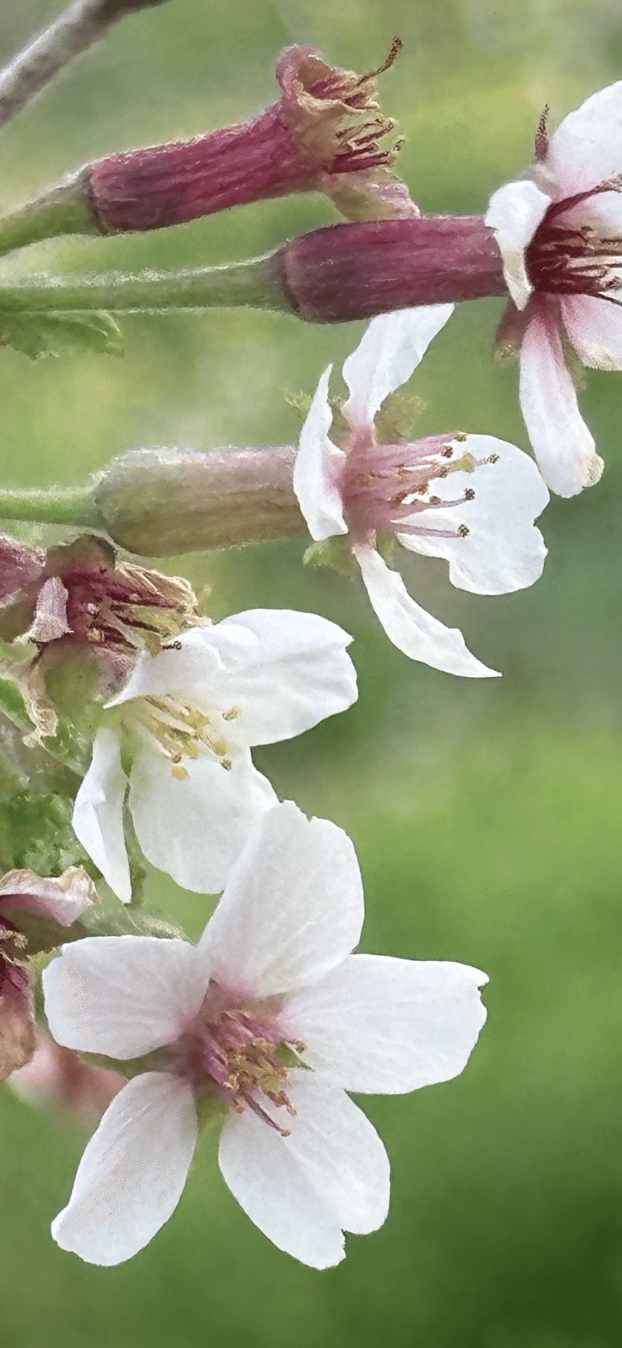 奥丁字桜｜EGGSEED