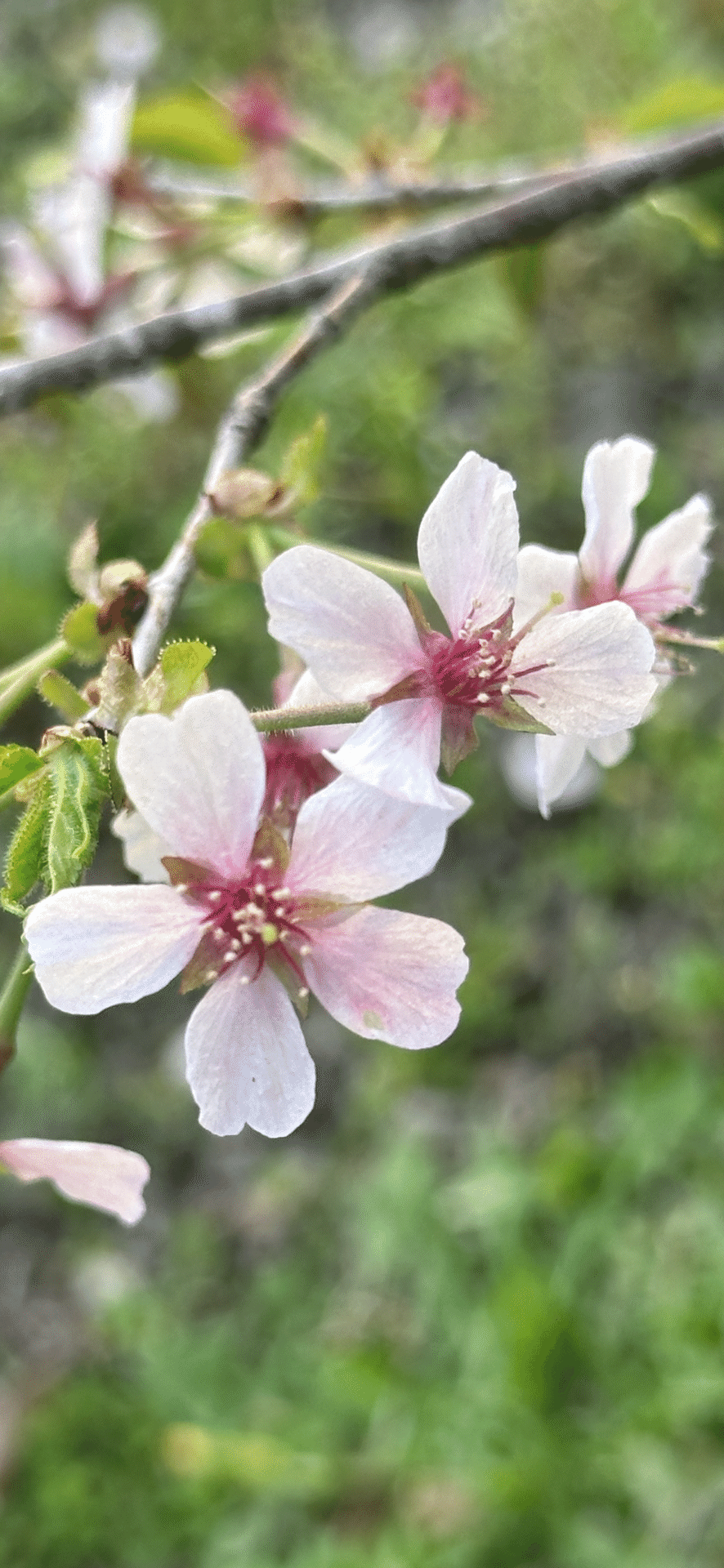 奥丁字桜｜EGGSEED