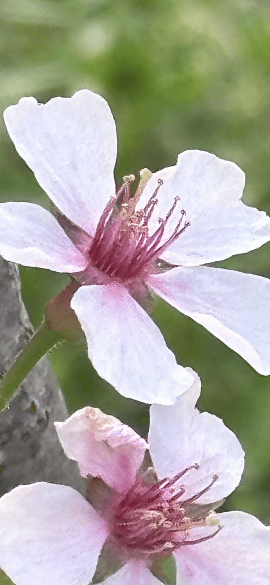 奥丁字桜｜EGGSEED