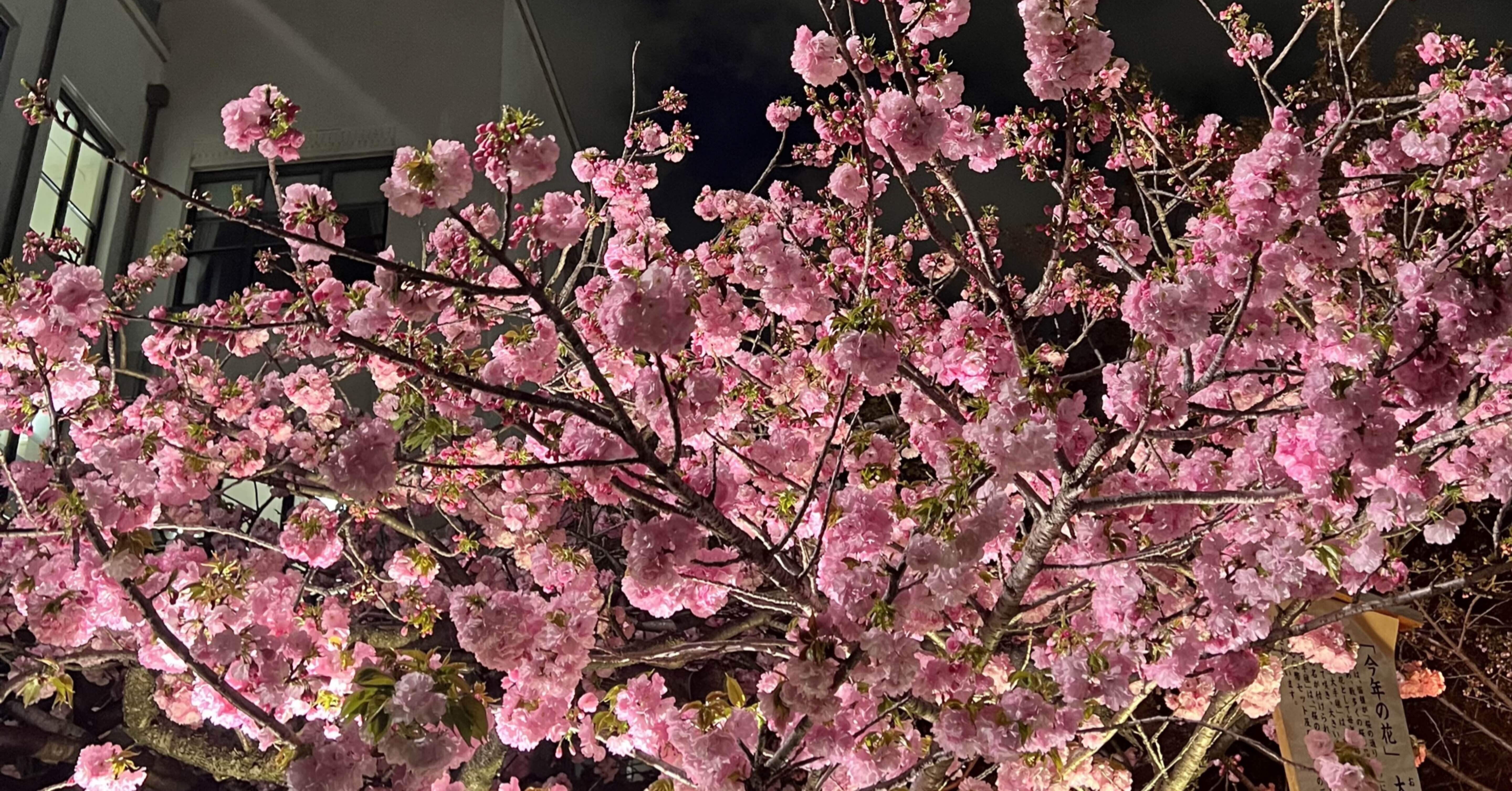 造幣局桜の通り抜け 定時上がりで大阪の夜桜を｜Ⓜ︎/旅する全国転勤OL