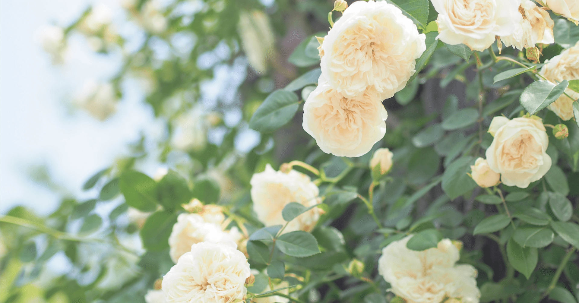 植物療法（フィトテラピー）とは？基本のキ｜Kiki｜パリ暮らし