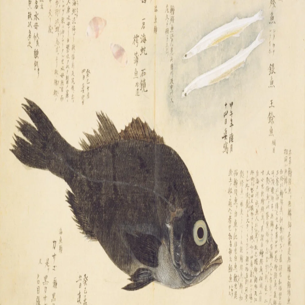 梅園魚品図正】(13) 鱠残魚（しらうを）／かさご／水母（くらげ