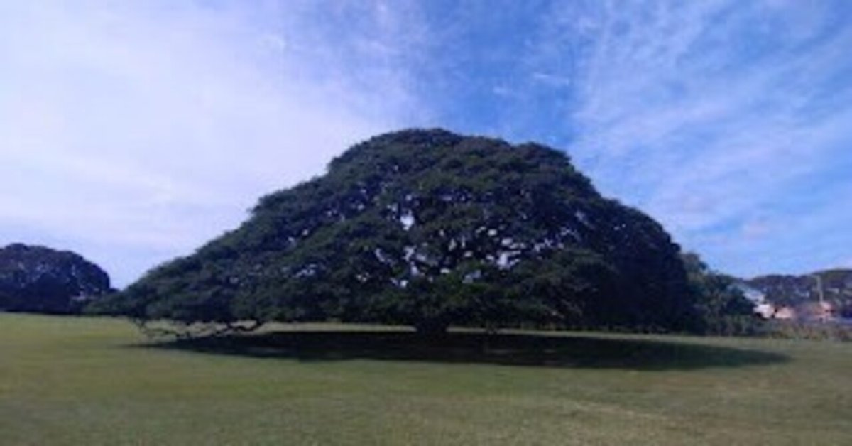 ハワイ旅行-その10・この木なんの木？｜姫アサギ