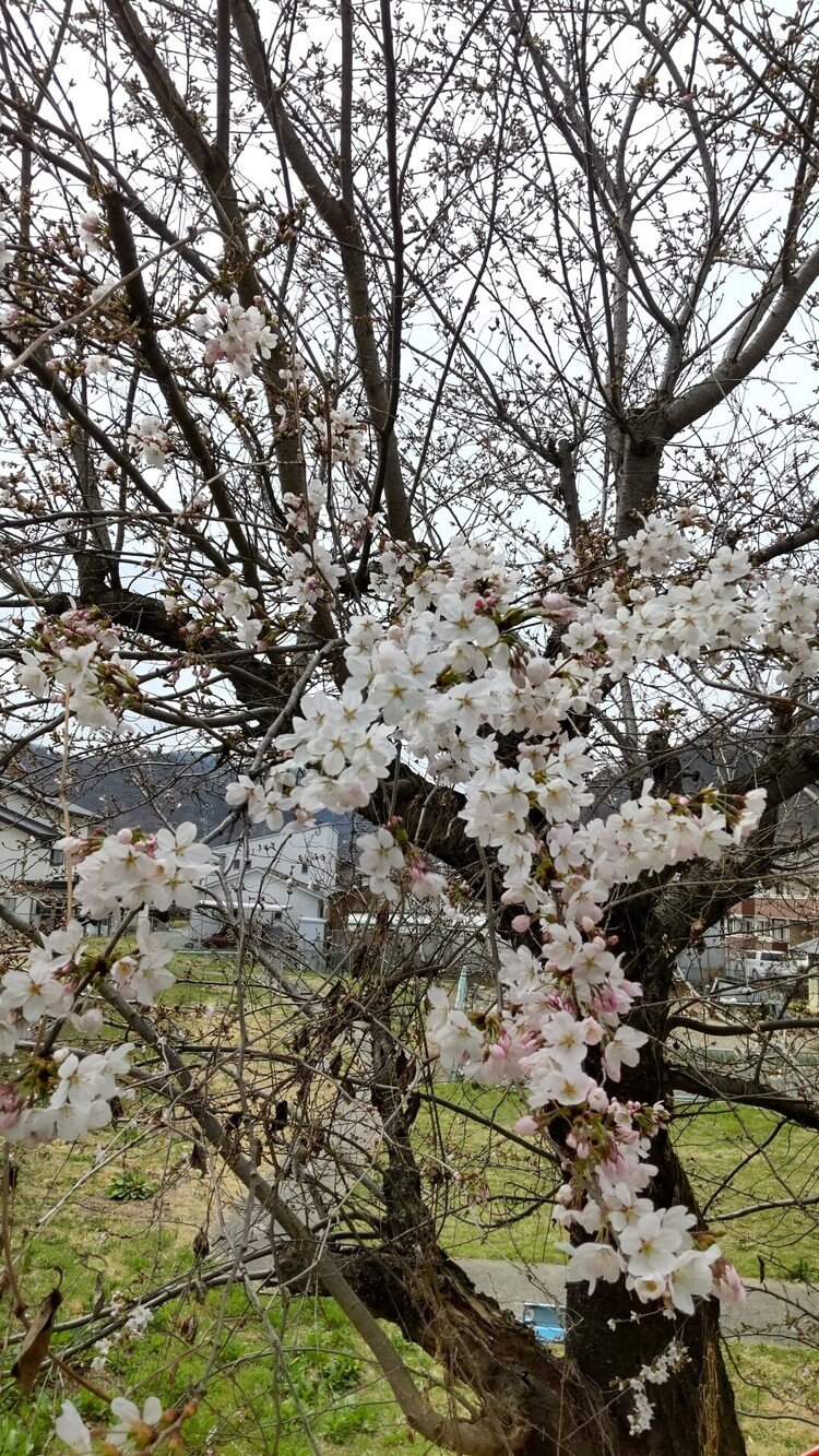 月曜日にやっと咲いた家の目の前の桜。今のアパートを月末に出る予定なので、この桜を眺められるのは今年が最後。しみじみと美しさを味わいたい。 