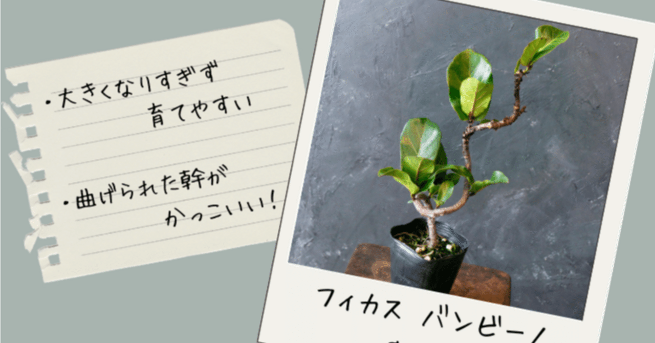 大きくなりすぎず、曲がりの幹も魅力、フィカス バンビーノ｜tocolier