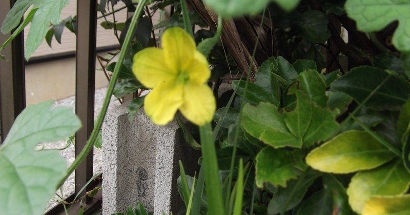 昔 台風には女性の名前がついていた 長谷川美智子 note