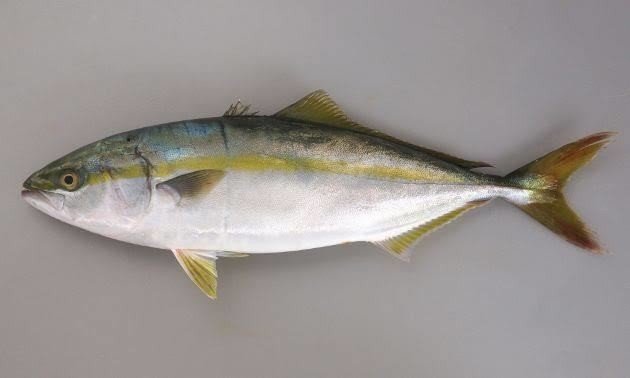 第476回 魚の名前が鳥の名前 翆野 大地 Note 第476回 魚の名前が鳥の名前 翆野 大地 Note