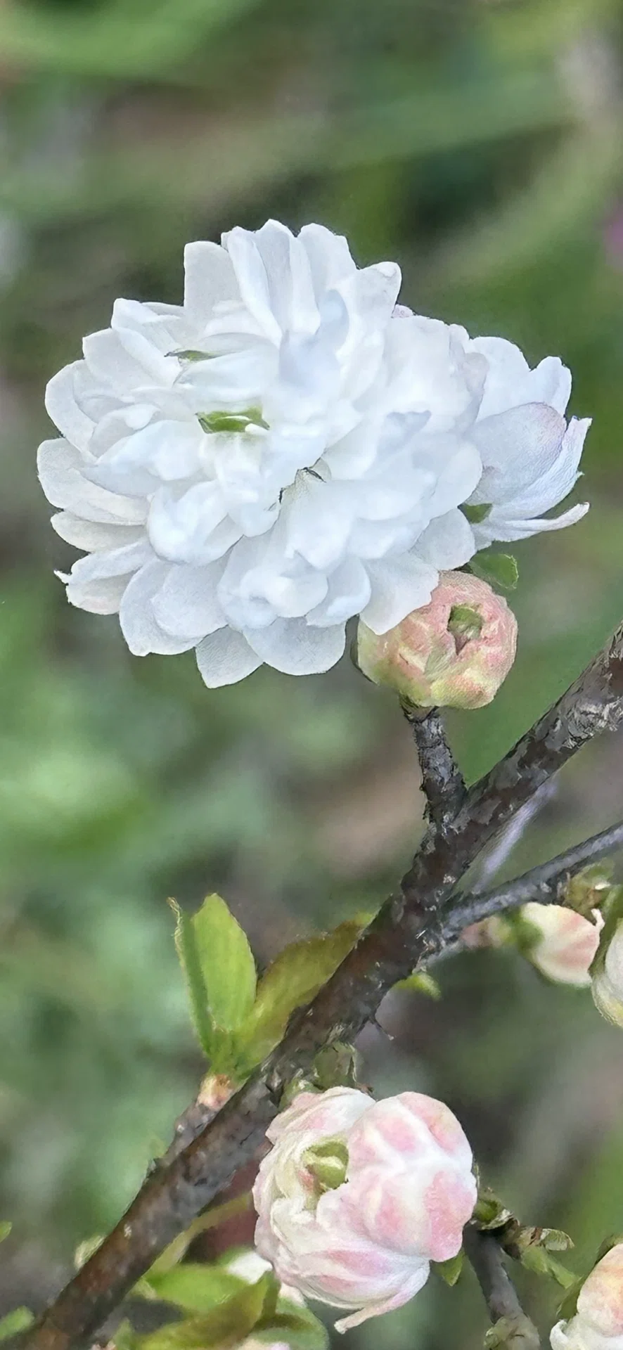 庭桜｜EGGSEED