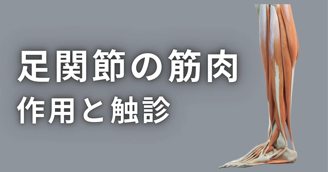 足関節の筋肉作用と触診｜理学療法士による臨床のためのnote