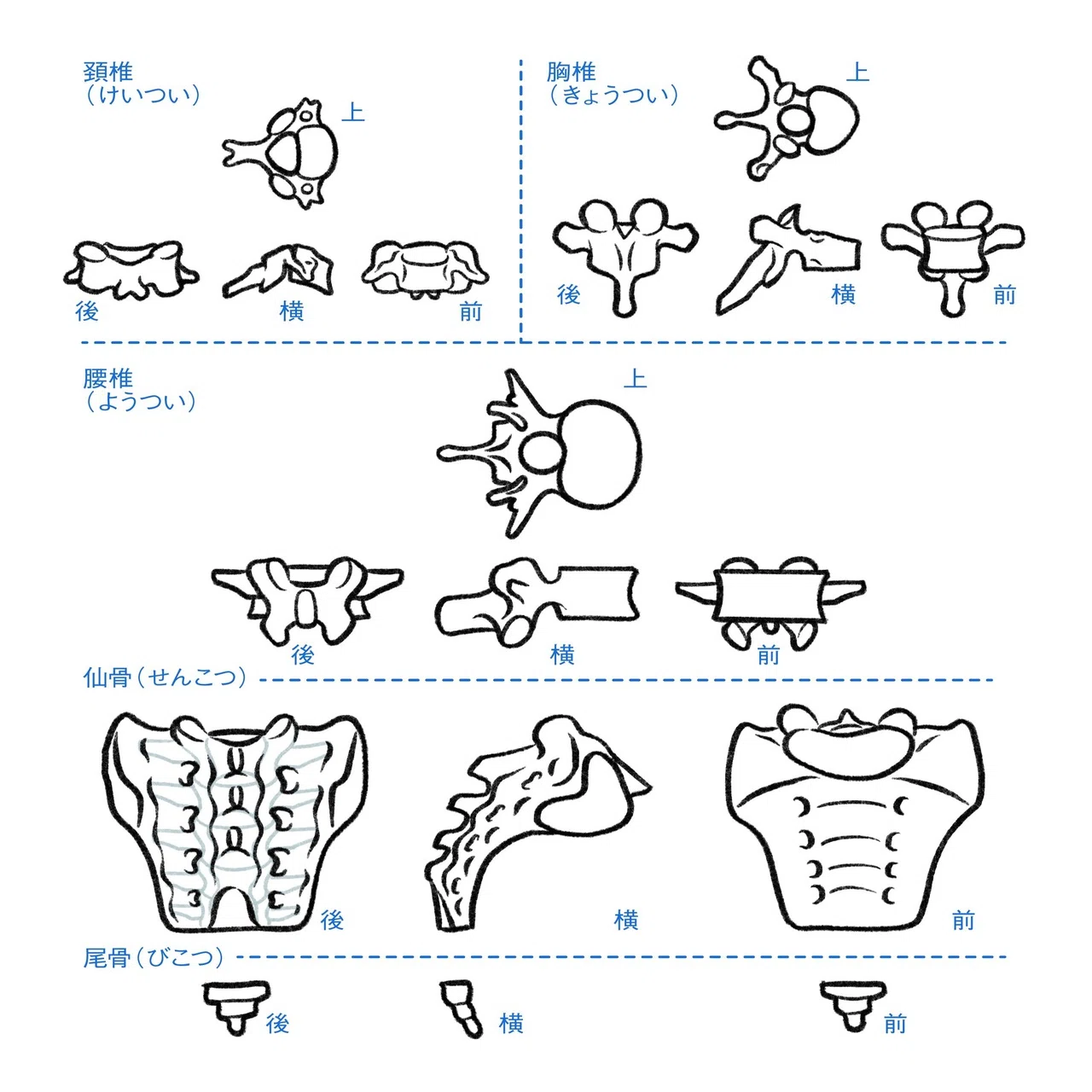 ２ 脊柱を描く 伊豆の美術解剖学者 Note